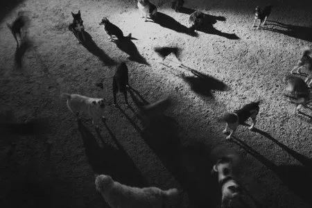 Dogs story. Кадр 2