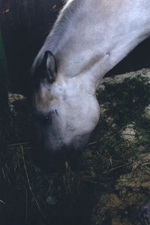 EKVIROS 2005. Кадр 4