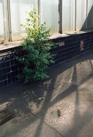 City trees. Кадр 9