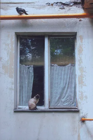 Московские окна. Кадр 3