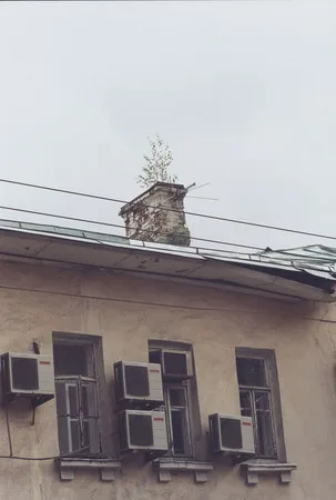 И на камнях растут деревья. Кадр 6