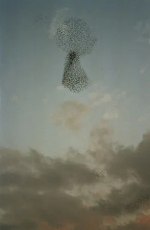 Flock of Birds. Кадр 2