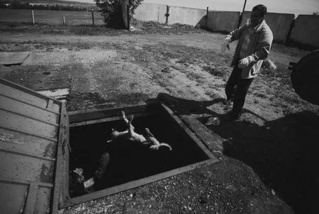 Dogs story. Кадр 7