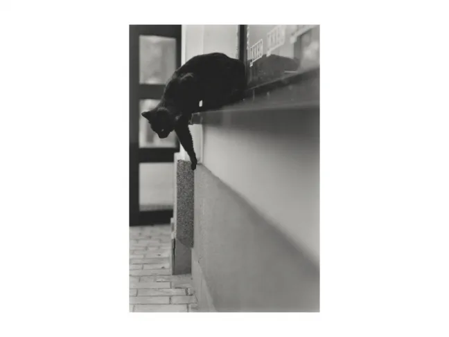Cats in the City of Grodnoс. Кадр 2