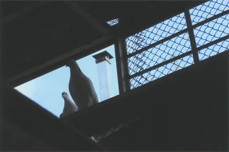 From life of doves. Кадр 4