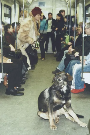 Dogs and Moscow. Кадр 1