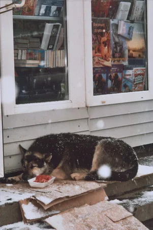 Dog’s life. Кадр 1