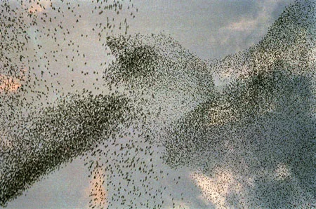 Flock of Birds. Кадр 4