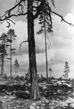деревья-les arbres. Кадр 5
