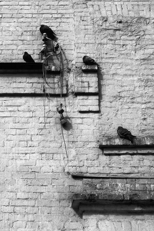 Birds in the town. Кадр 8