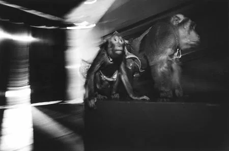 About the Circus. Кадр 7