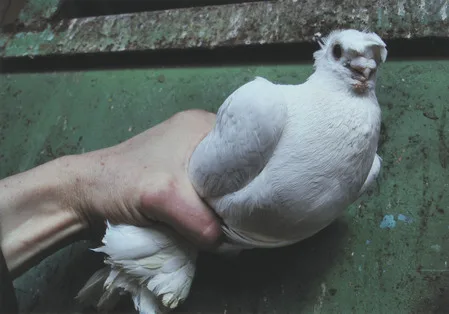 From life of doves. Кадр 3