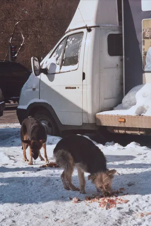 Dog’s life. Кадр 2