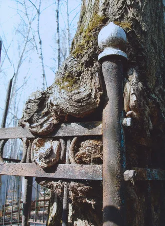 Древо. Кадр 5