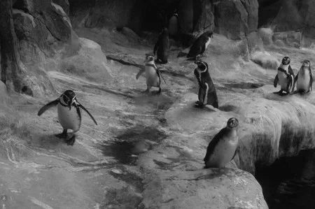 Penguins. Кадр 2