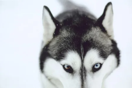 Husky. Кадр 5