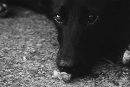 Man’s friend. Кадр 2