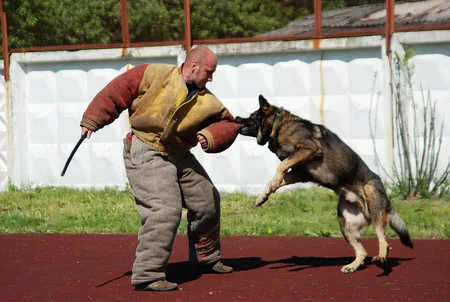 In the dog training centre. Кадр 2