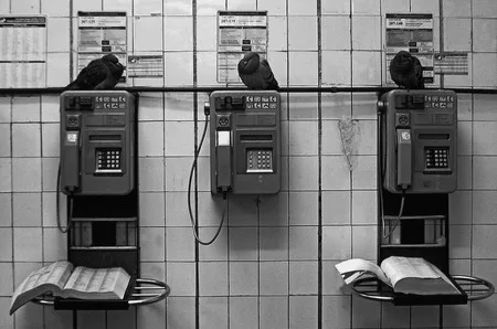 Birds in the town. Кадр 1