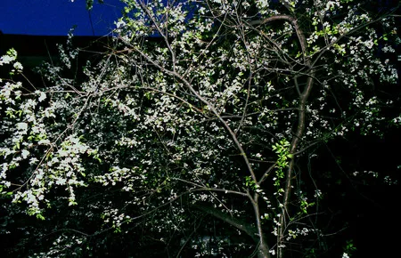 Spring 2004. Кадр 28