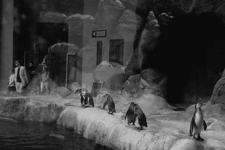 Penguins. Кадр 3