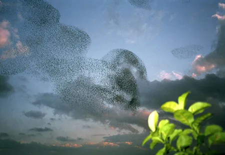 Flock of Birds. Кадр 5