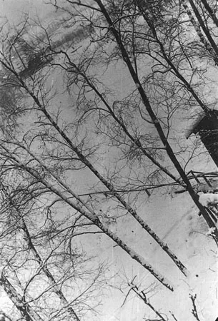 деревья-les arbres. Кадр 6