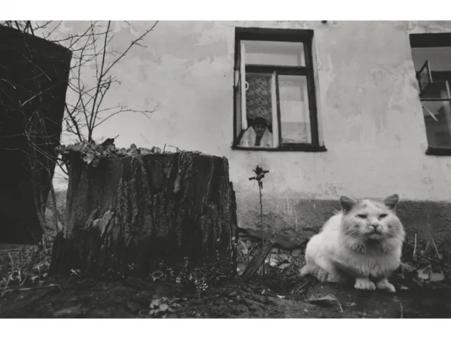 Cats in the City of Grodnoс. Кадр 3