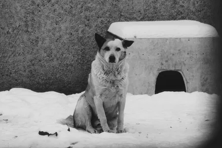 Man’s friend. Кадр 7