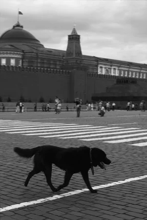 Dog’s heart. Кадр 1