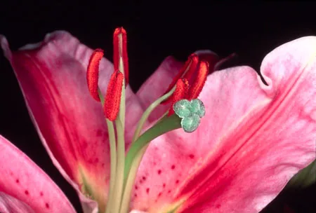 Токийский натюрморт. Кадр 14