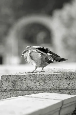 City commensals. Кадр 9