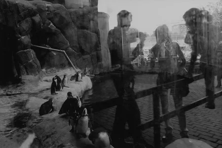 Penguins. Кадр 7