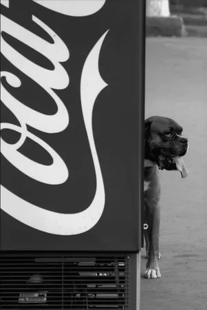 Dog’s heart. Кадр 3