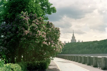 Stalin lilac. Кадр 7