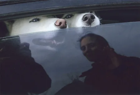 Husky. Кадр 8