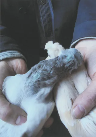 From life of doves. Кадр 11