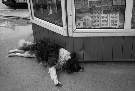 Dog’s heart. Кадр 7