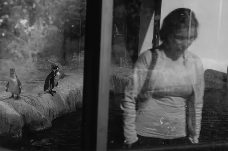 Penguins. Кадр 10