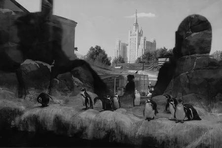 Penguins. Кадр 1