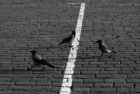 Birds in the town. Кадр 6
