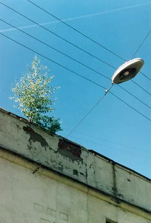 City trees. Кадр 3