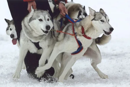 Husky. Кадр 4