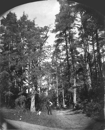 деревья-les arbres. Кадр 3
