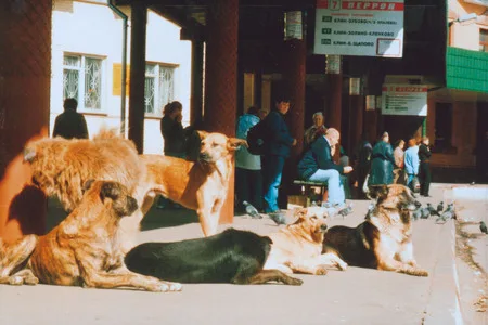 Dog’s life. Кадр 8