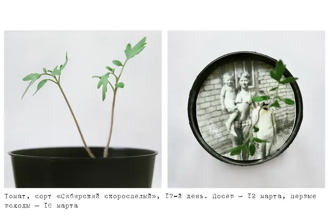 Datscha/Garden. Кадр 3