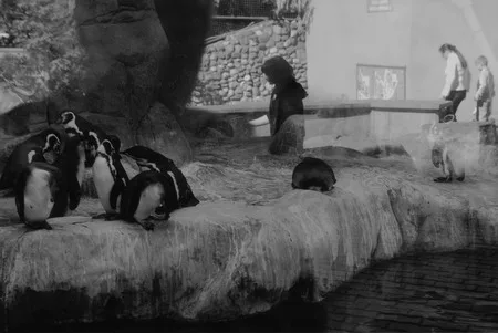 Penguins. Кадр 4