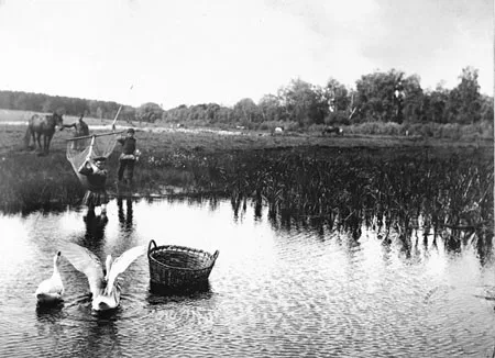 Nature in Russian Photography in the Late 19th and Early 20th Centuries. Кадр 2