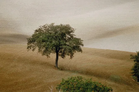 Tuscany. Кадр 5