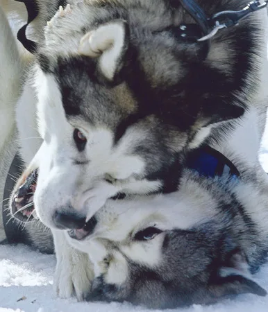 Husky. Кадр 7